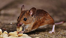 food-processing-facility-pest-control Experts in Norway